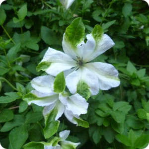 Clematis Alba Luxurians