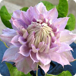 Clematis Belle of Woking