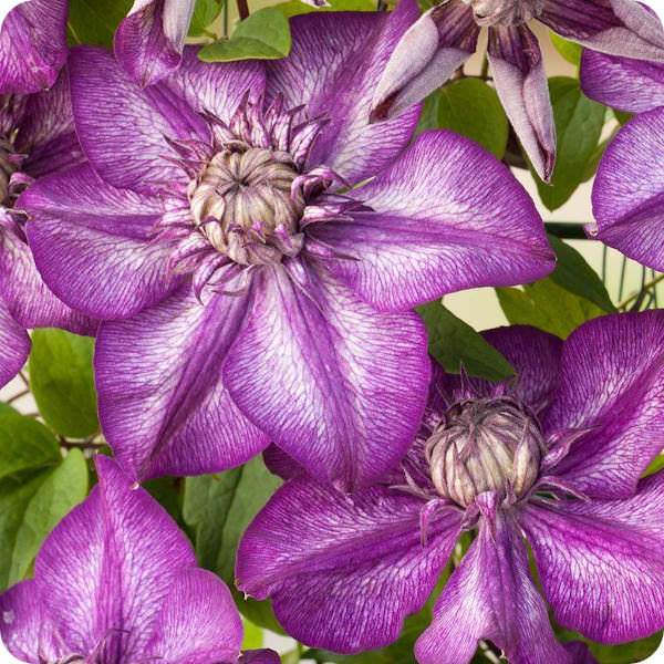 Clematis Cassis