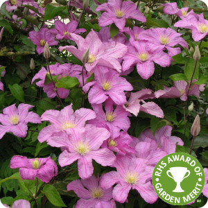 Clematis Comtesse de Bouchaud