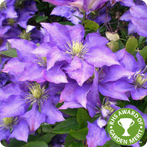 Clematis Daniel Deronda