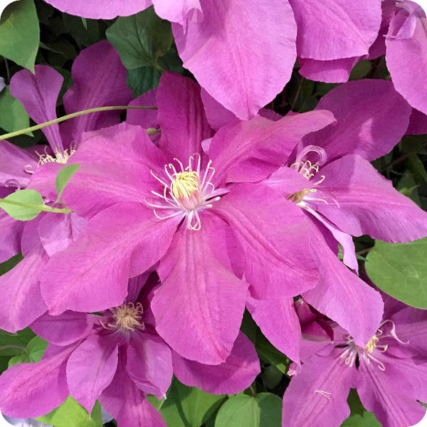 Clematis Dorothy Tolver
