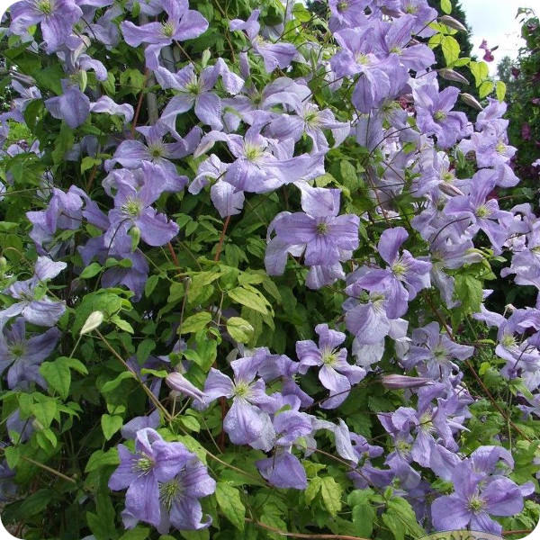Clematis Emilia Plater