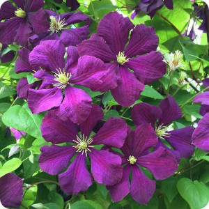 Clematis Etoile Violette