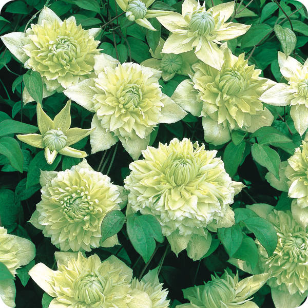 Clematis Florida Plena