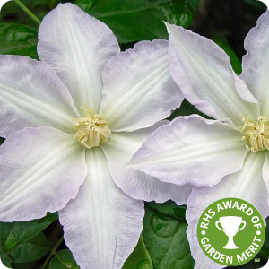 Clematis Gillian Blades
