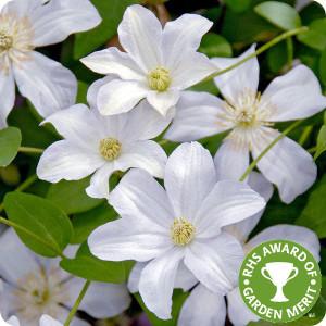 Clematis Huldine