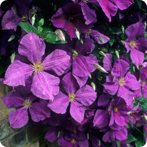 Clematis Jackmanii Superba