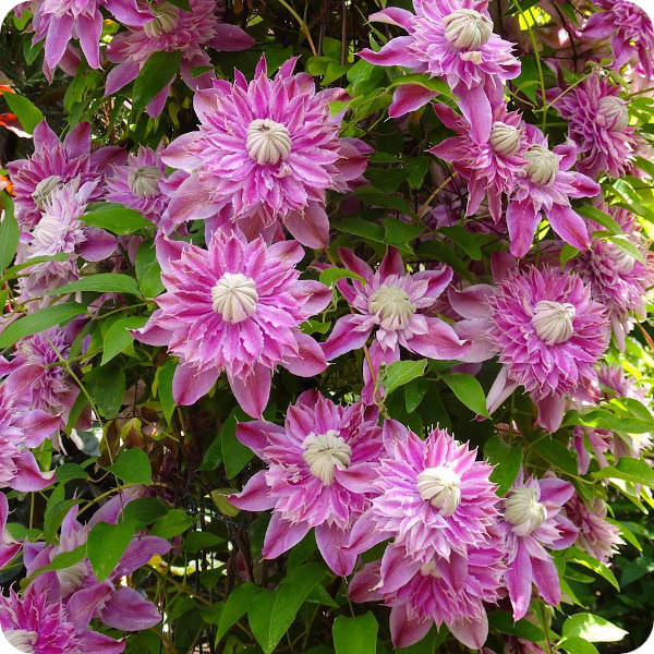 Clematis Josephine