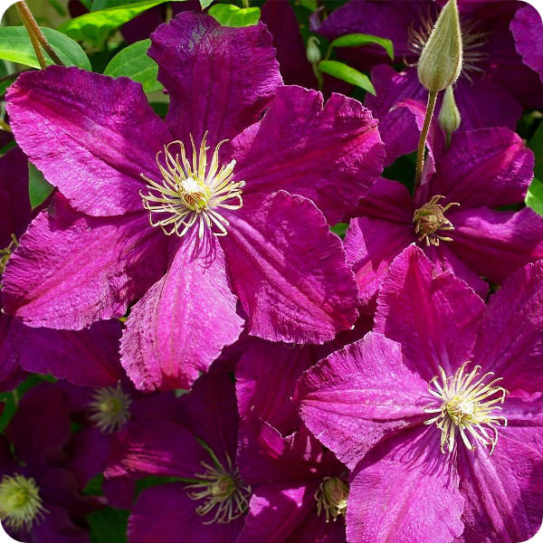 Clematis Kardinal Wyszinski