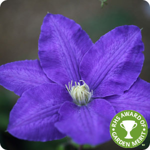Clematis Lasurstern
