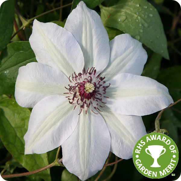 Clematis Miss Bateman