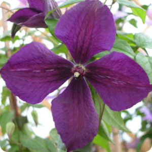 Clematis Negritjanka