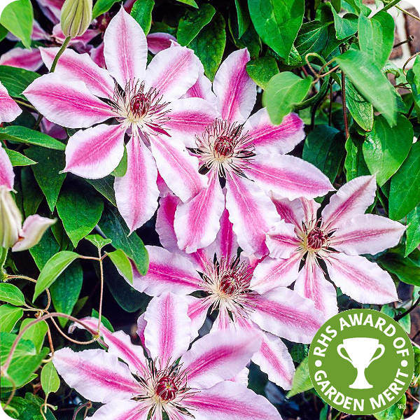 Clematis Nelly Moser