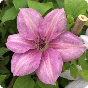 Clematis Neva