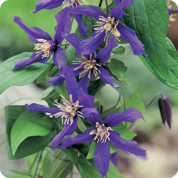 Clematis Petit Faucon