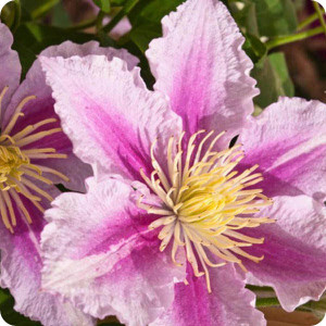 Clematis Piilu