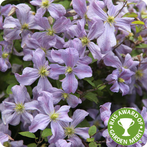 Clematis Prince Charles