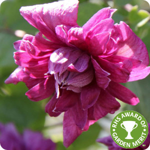 Clematis Purpurea Plena Elegans
