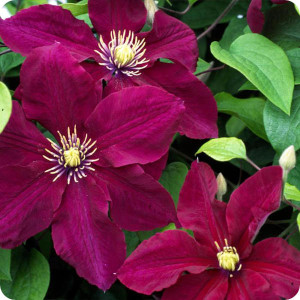 Clematis Rosemoor
