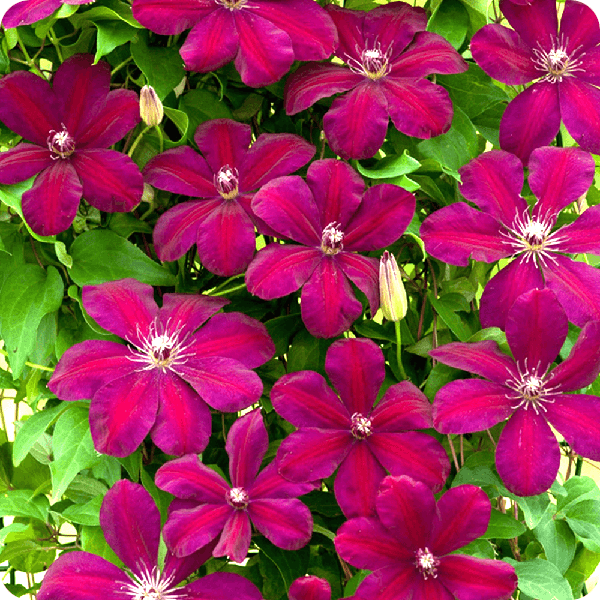 Clematis Rouge Kardinal