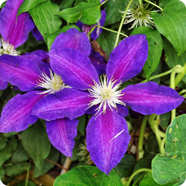 Clematis The Vagabond