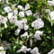 Clematis Alba Luxurians