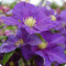 Clematis General Sikorski