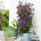 Clematis Guiding Promise