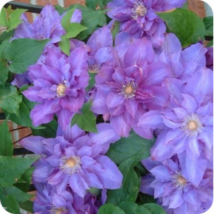 Clematis Walter Pennell