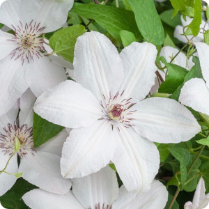Clematis John Paul II