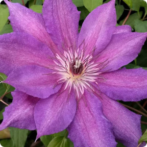 Clematis Kathleen Dunford