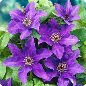 Clematis The President