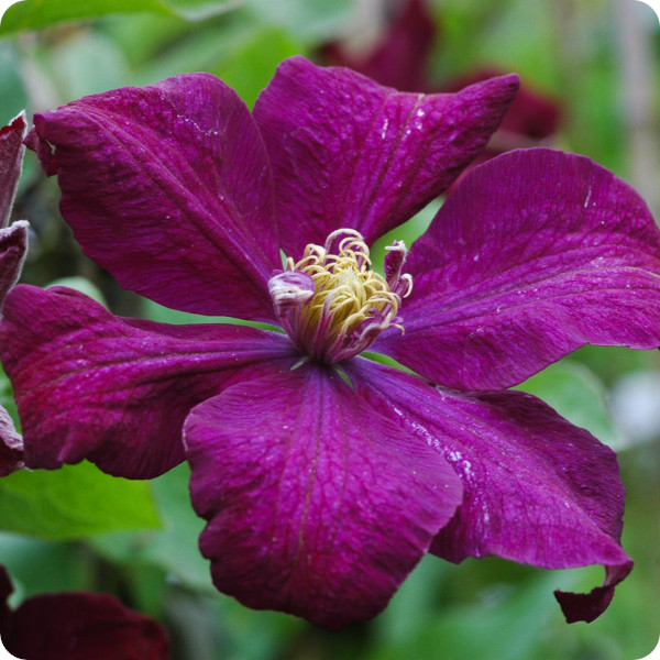 Clematis Voluceau